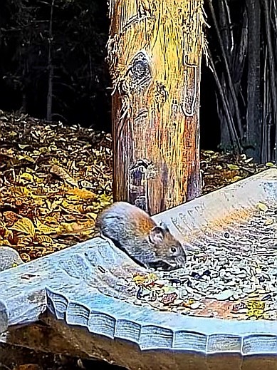livebirdspoland_36a11cad30f0813d5c90314cc7281c57.jpg