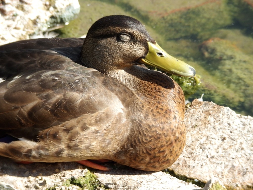 livebirdspoland_ddd8a98150940b4779e848ad95cc648f.jpg