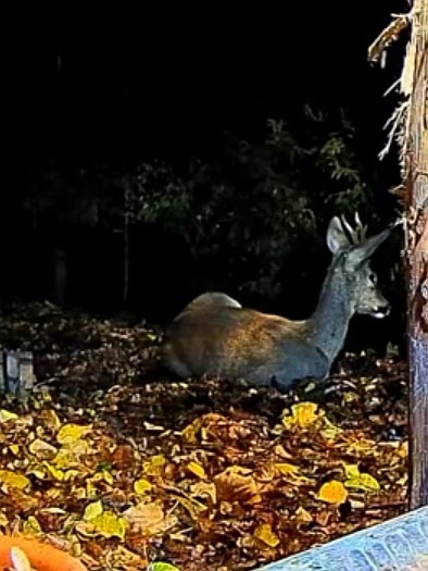 livebirdspoland_3a446f54543ef8085a9ab4b3d3e545d7.jpg