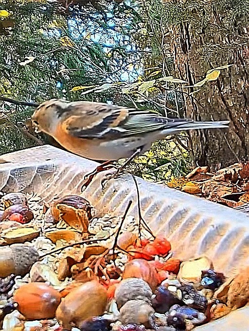 livebirdspoland_c5575d7233524788592ce17a1aeb35f1.jpg