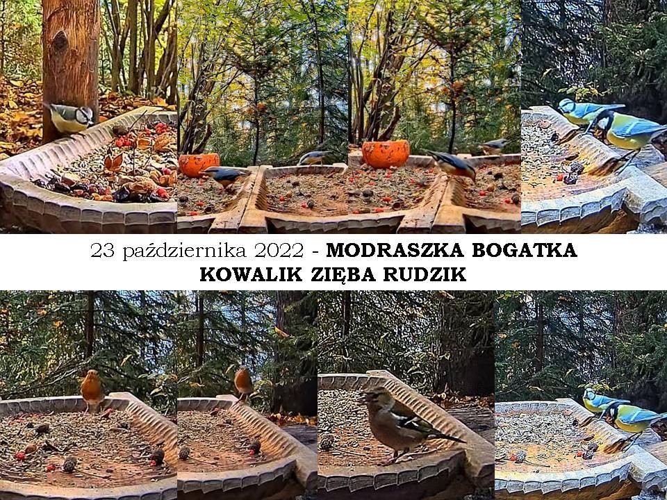livebirdspoland_d6aee1dbe3d8866f0af0ff795e719b75.jpg