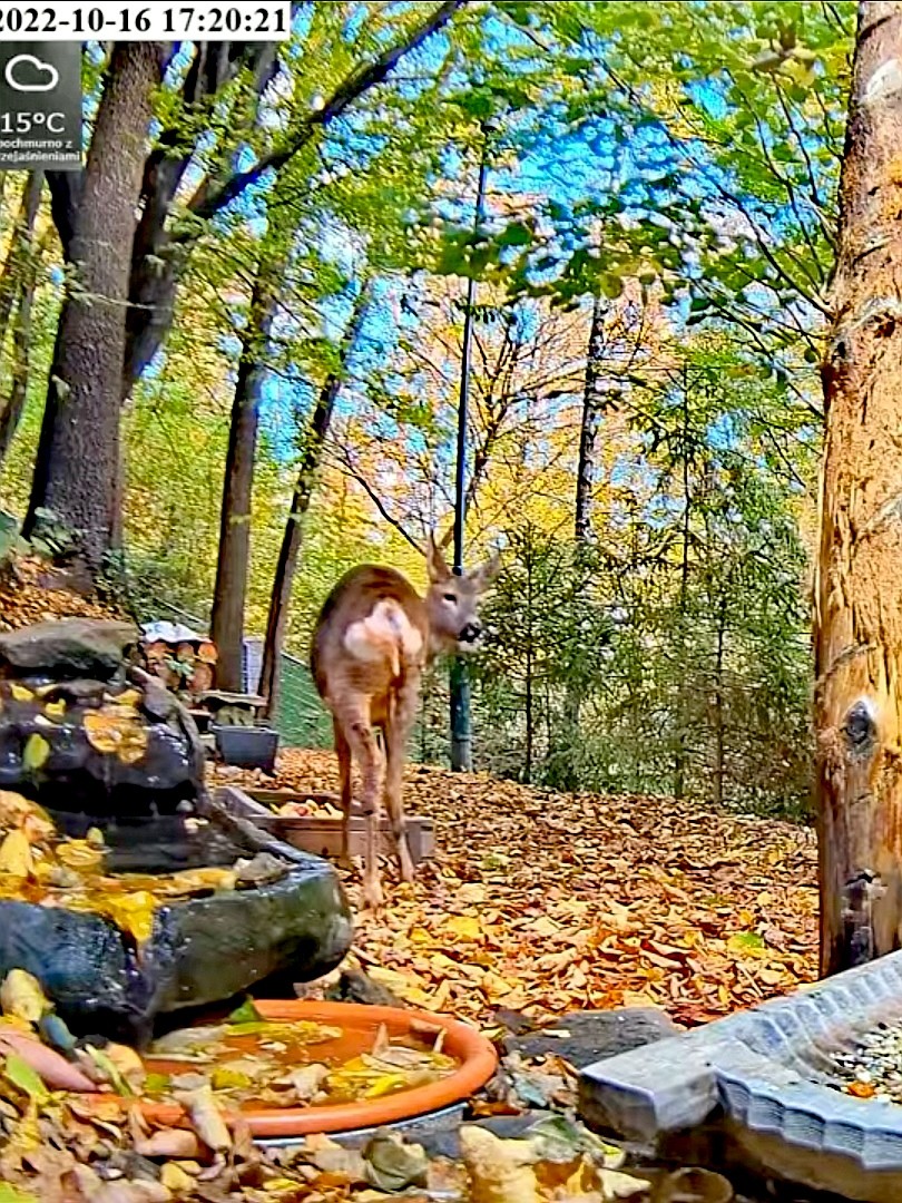 livebirdspoland_a1358763071746c2f94e11546c2e027a.jpg