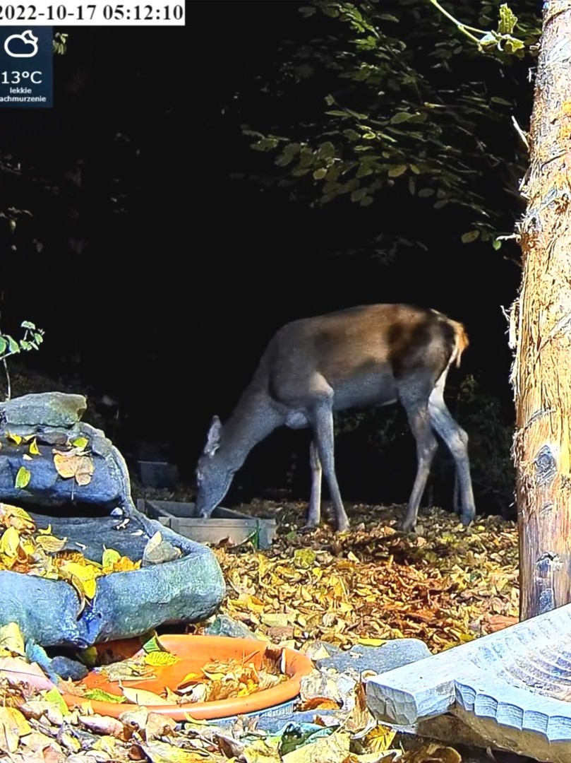livebirdspoland_67ed1f477b5459ee1e73f8a147ae2265.jpg