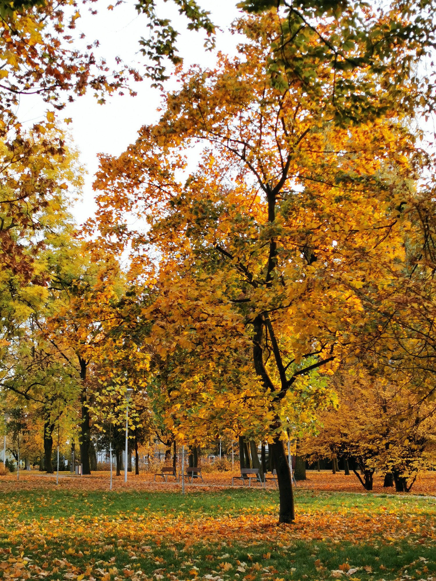 livebirdspoland_045025c084f1a7eecfeefd6a4533c980.jpg