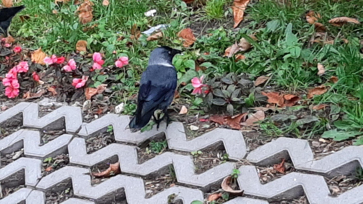 livebirdspoland_3c07121b645a669286c763d5b568300f.jpg