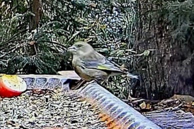 livebirdspoland_18cad0a8e90fa0498c1a9e39c6bce95f.jpg