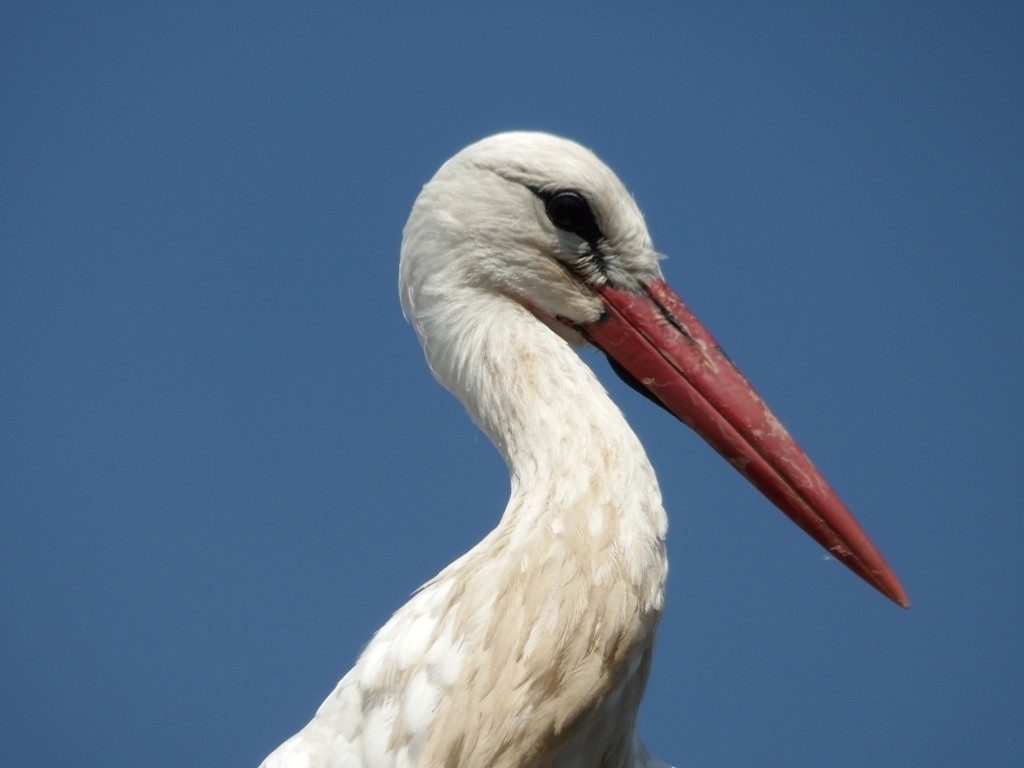 livebirdspoland_d86ae0b1c5d3a28fd130fbcb5dc7fe46.jpg