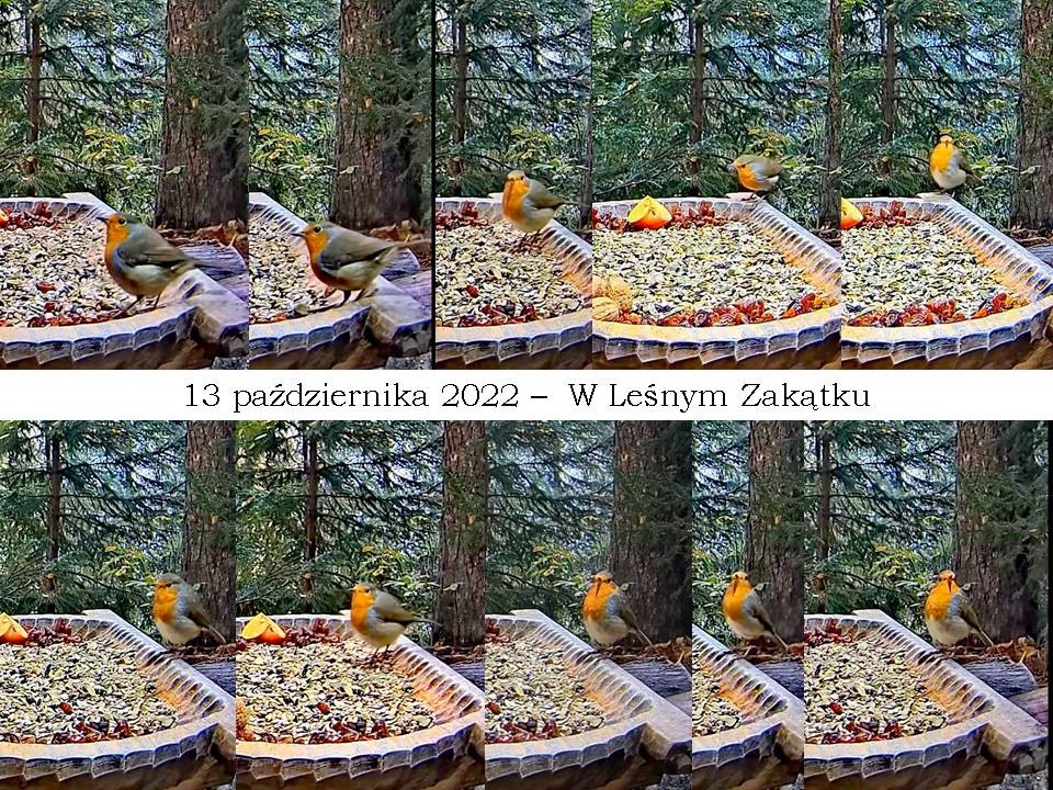 livebirdspoland_3676fa6dceeaf028e0080b5538d57cad.jpg