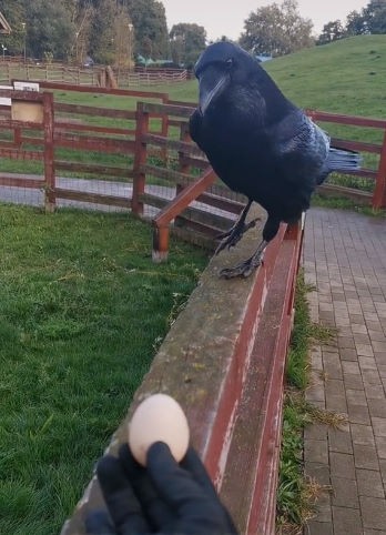 livebirdspoland_303f351a48c3642b0a9ef540bdf337de.jpg