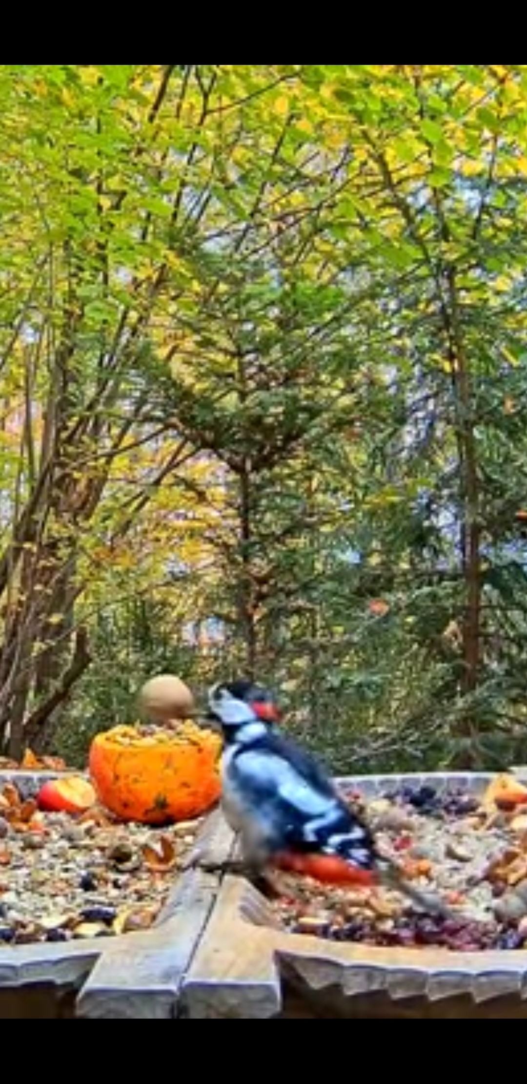 livebirdspoland_bc7b41c3547e0524a1f919d0c8177bbc.jpg