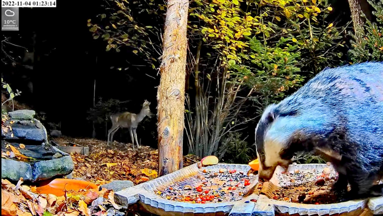livebirdspoland_70f53750f907cacf32c275fa2efbaf8e.jpg