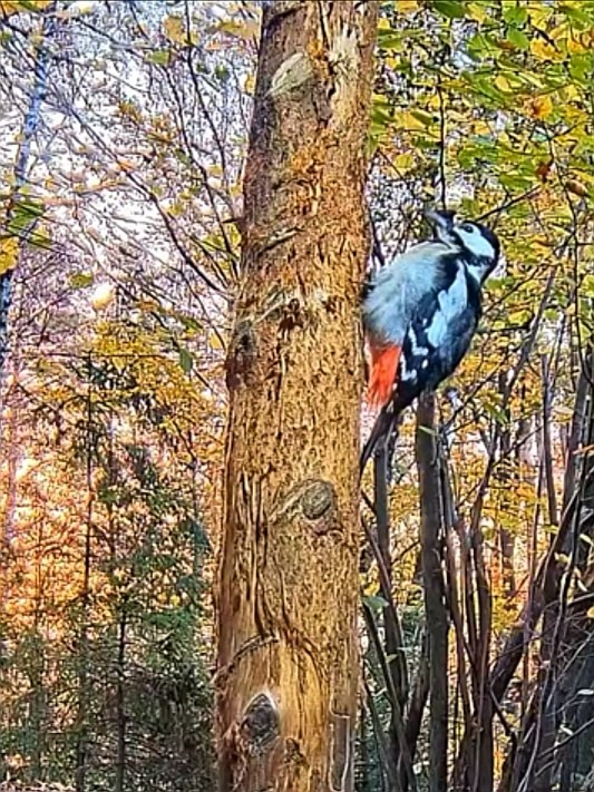 livebirdspoland_67f5633a95de471ac9302f6895067b3f.jpg
