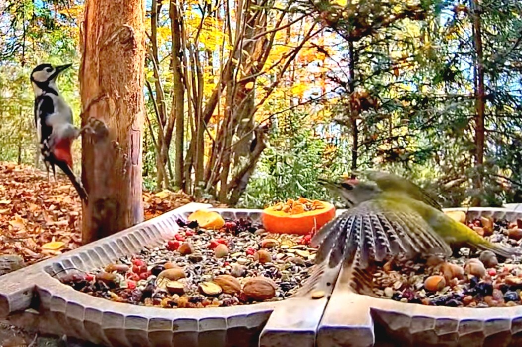 livebirdspoland_3f4e0b9a8f4e8c0b420a115d18aaddbf.jpg