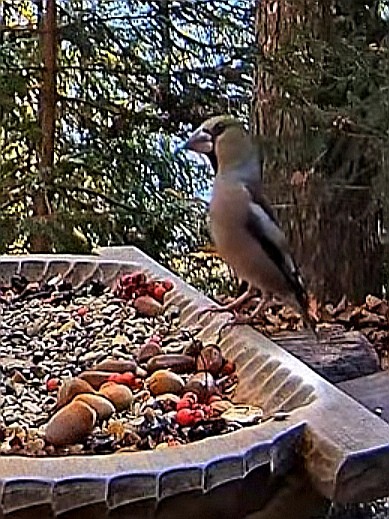 livebirdspoland_98b94386537e0d2728e0b55cc017201c.jpg