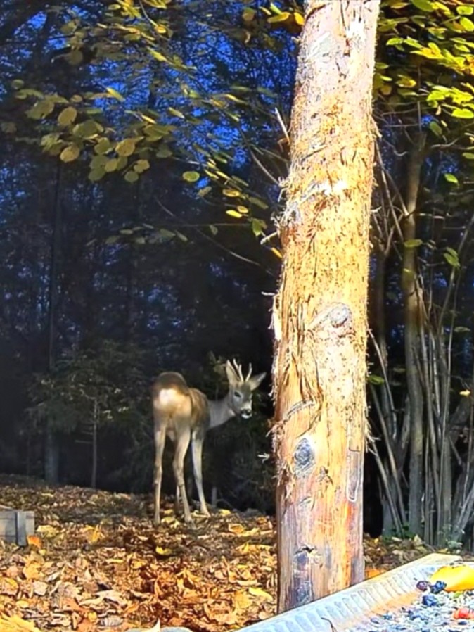 livebirdspoland_88c9e1080bd56c48451d8811582b70d2.jpg