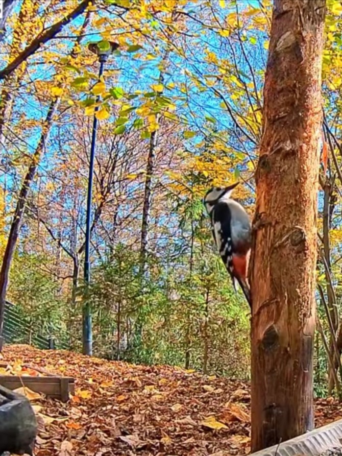 livebirdspoland_922508b363c53dd79ff90da995aaa782.jpg