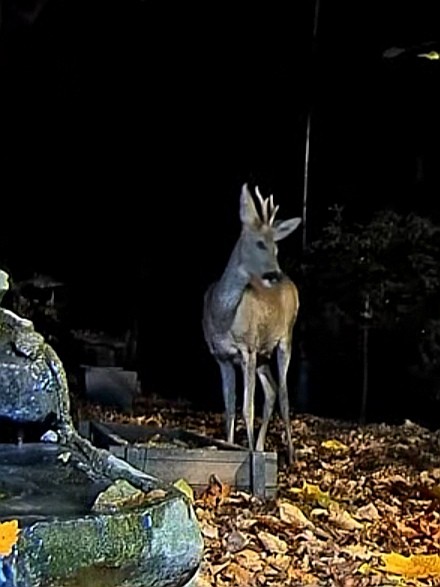 livebirdspoland_23e2399abb5f01b1c7fb9410932619b5.jpg
