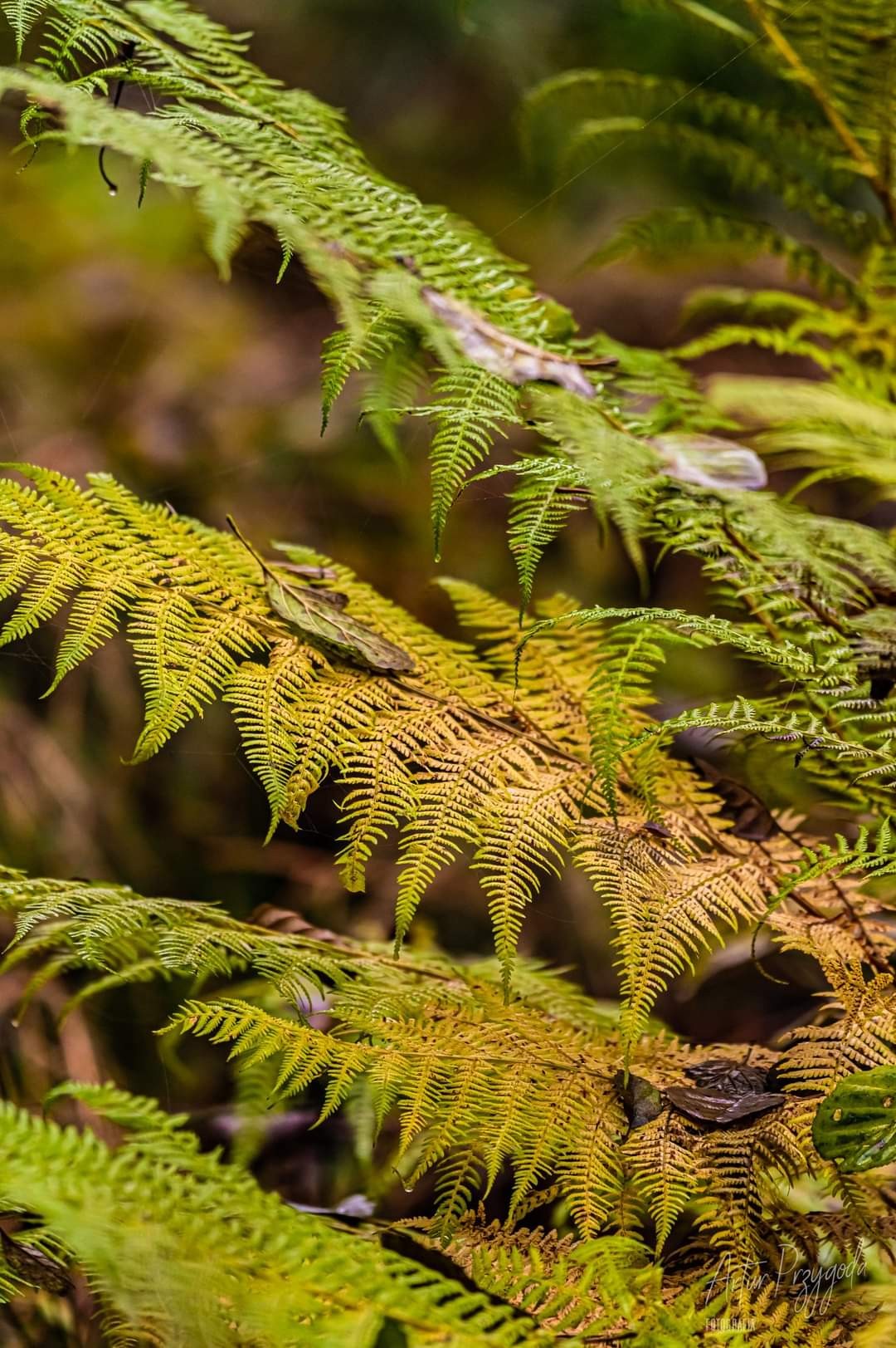 livebirdspoland_4b3fa7927c18ffd03ca69736bcb96749.jpg
