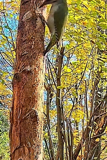 livebirdspoland_0ed1a41ff3e7d0b59bc838d165f60595.jpg
