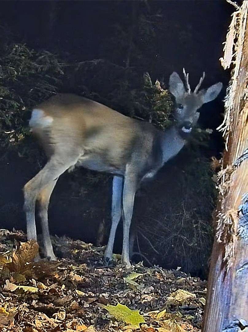 livebirdspoland_5fbe406b9d91317846bce0e7d3accf9f.jpg