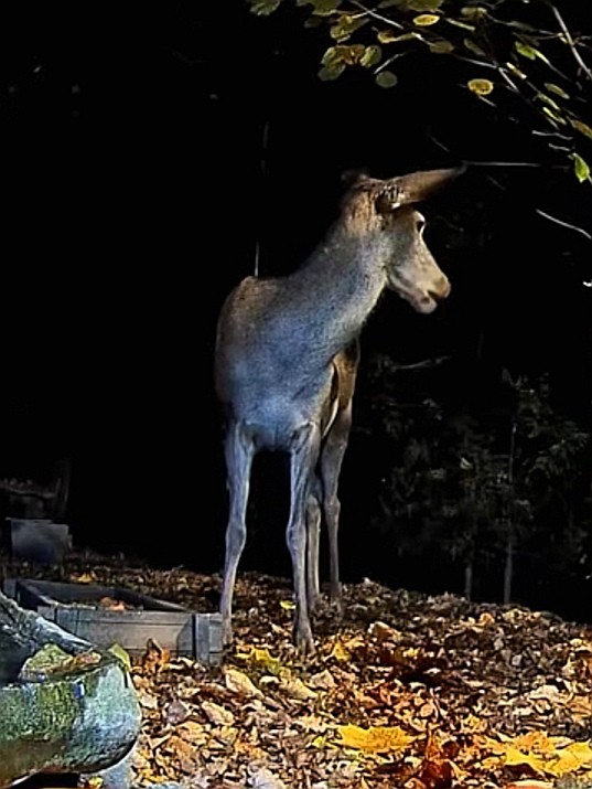 livebirdspoland_556c3d7668525d632132b2981a390bd9.jpg