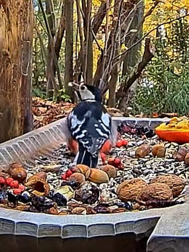livebirdspoland_dd74126f9a4e0bb07f8177b8f965dc63.jpg