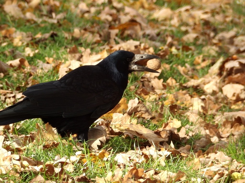 livebirdspoland_bf78f94636b0617cb627fbb5192310a1.jpg