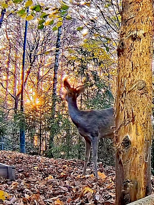 livebirdspoland_b8f3a96d57b562f825eb5e65ab4c903c.jpg