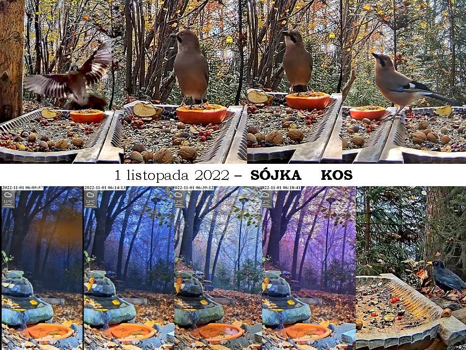 livebirdspoland_a42d1ef69076fba32251d16a2d2f3aa2.jpg