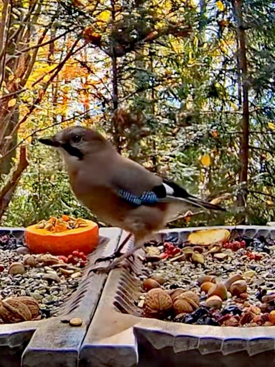 livebirdspoland_a3bec1f3d0e1cf159644cad9d59c598e.jpg