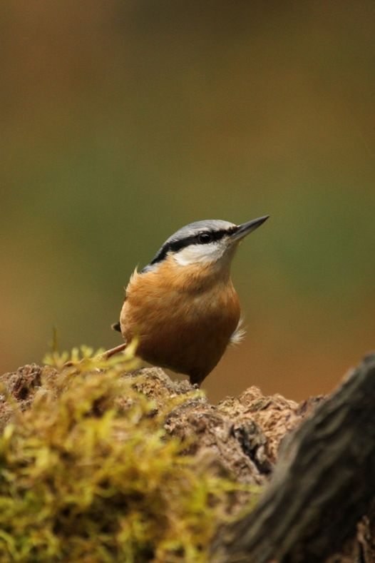 livebirdspoland_ef935f63c9b200dcf05dede63dc8f989.png