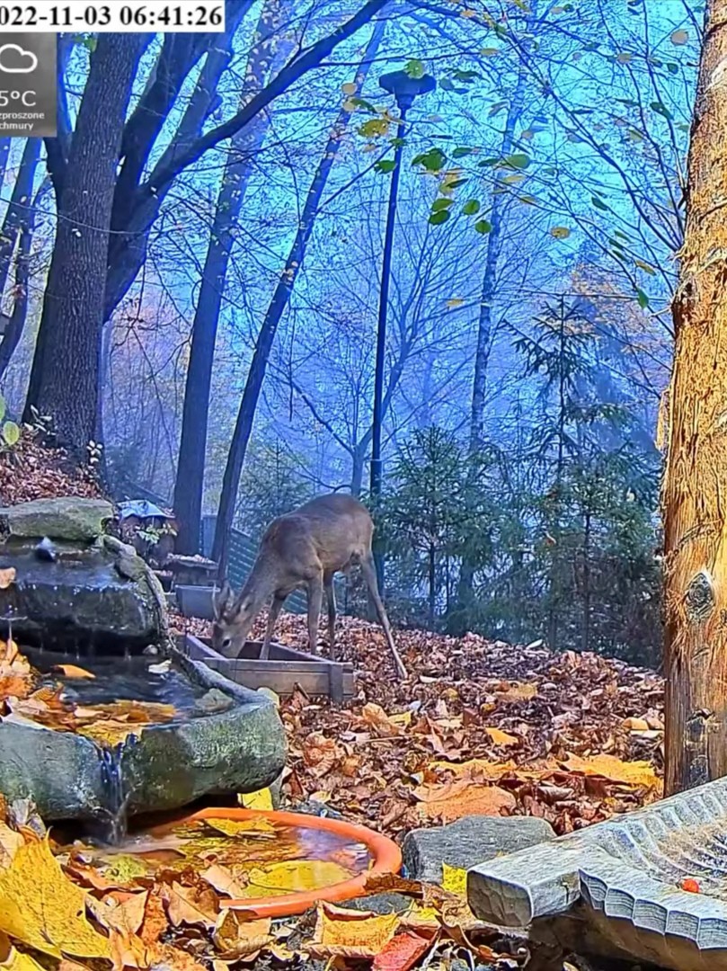 livebirdspoland_9362202d3520a91174aa4b3004e256c5.jpg