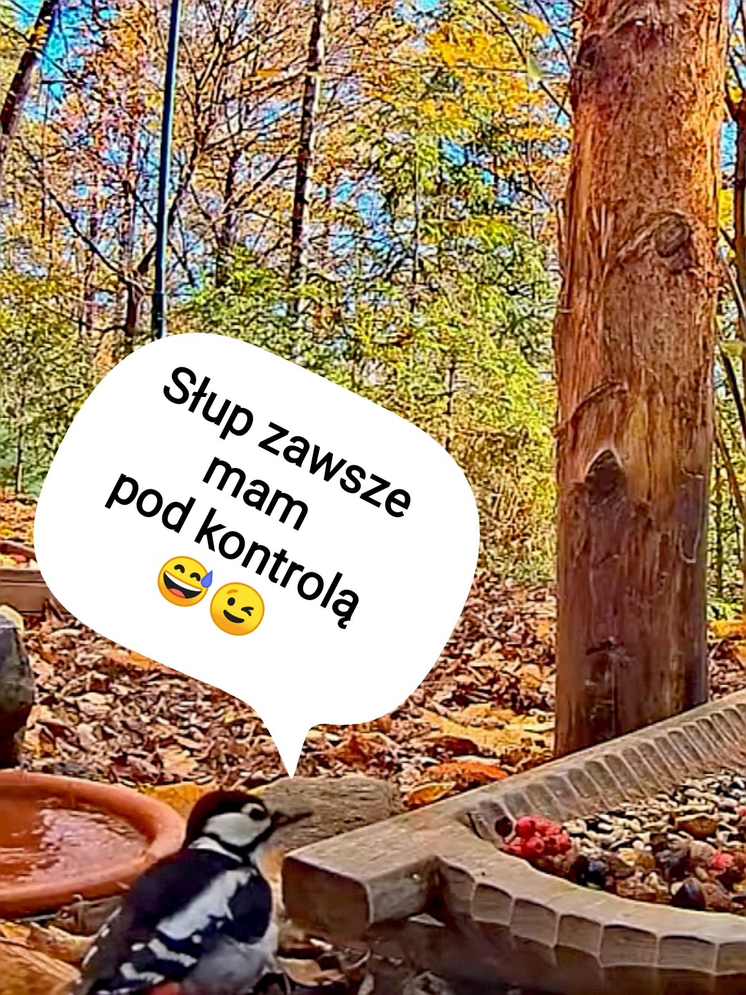 livebirdspoland_23b8ee4a9ee5d56ef6442abf6ec88482.jpg