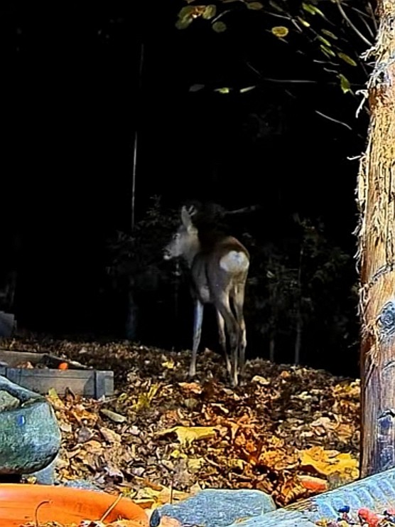 livebirdspoland_4763a196507d5d429a0983049102d228.jpg