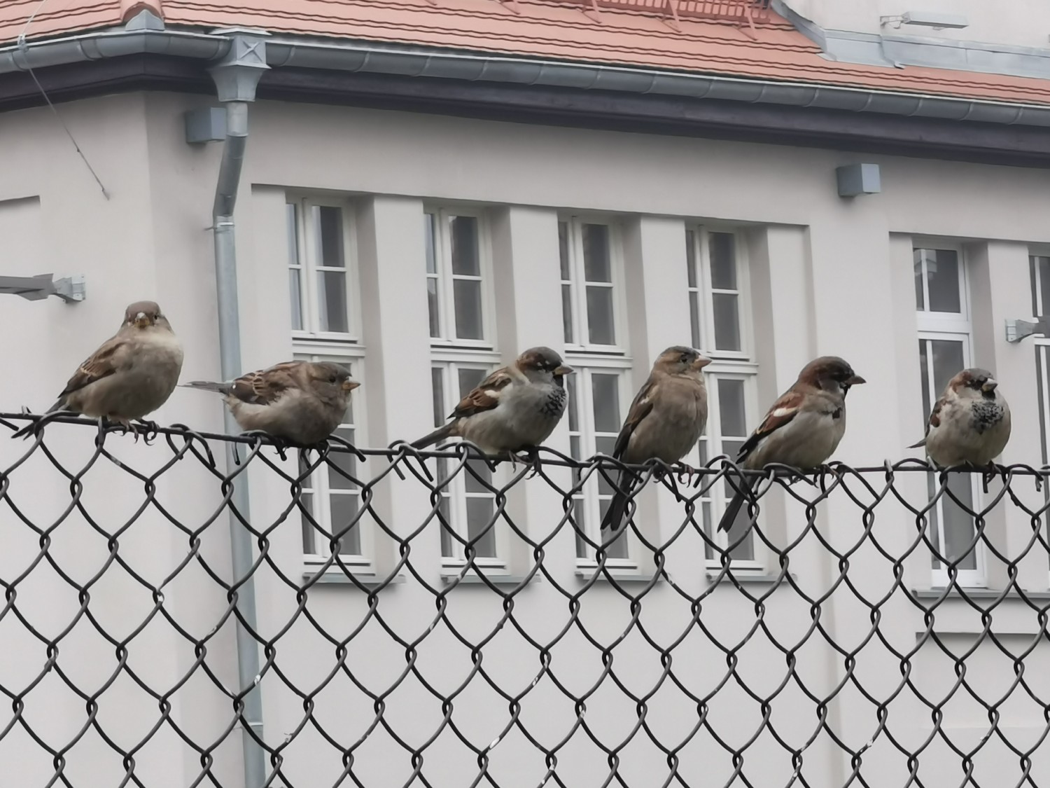 livebirdspoland_433c4dede35e87aca77a08f3e7929e9e.jpg