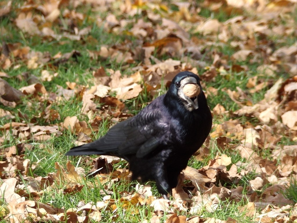 livebirdspoland_d90a744a455af94764fb8a644e396ead.jpg