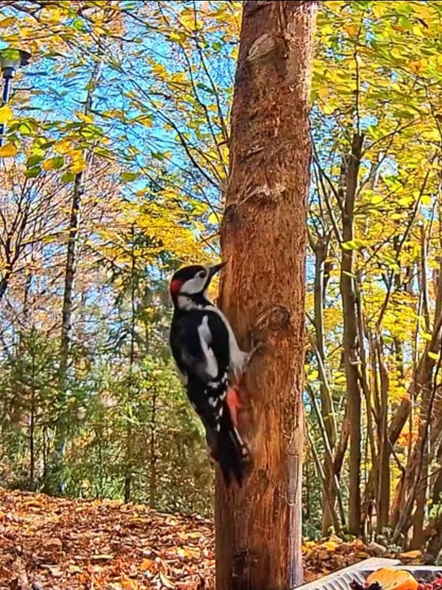 livebirdspoland_b7ee59850df3c4591c7f36f6ec7ab992.jpg