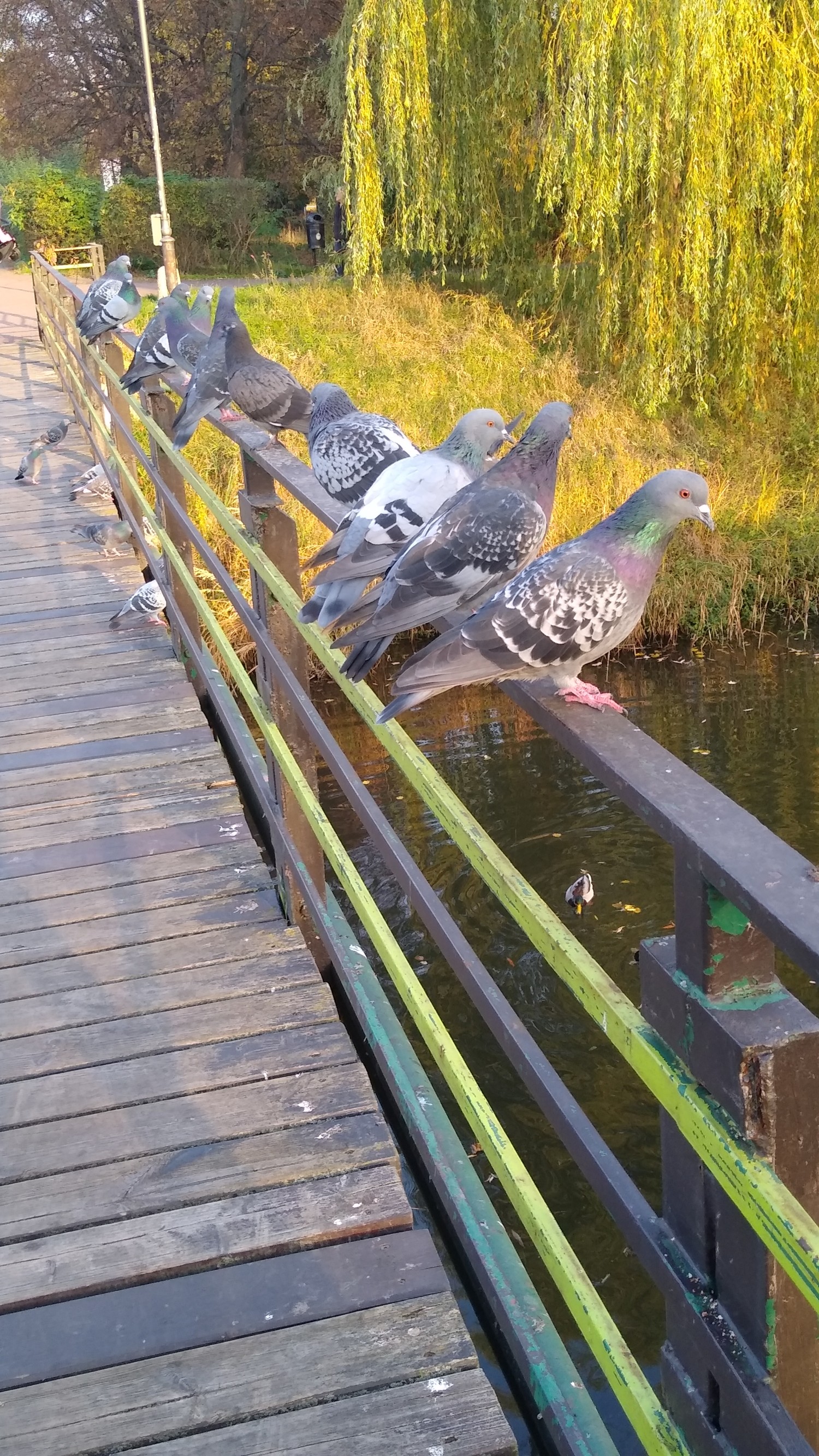livebirdspoland_02de318ef8fd476143645c962e3e752c.jpg
