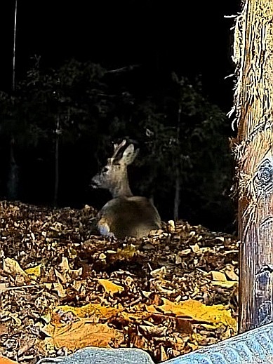 livebirdspoland_c57f42687be54303cad4039ab7d5ab03.jpg