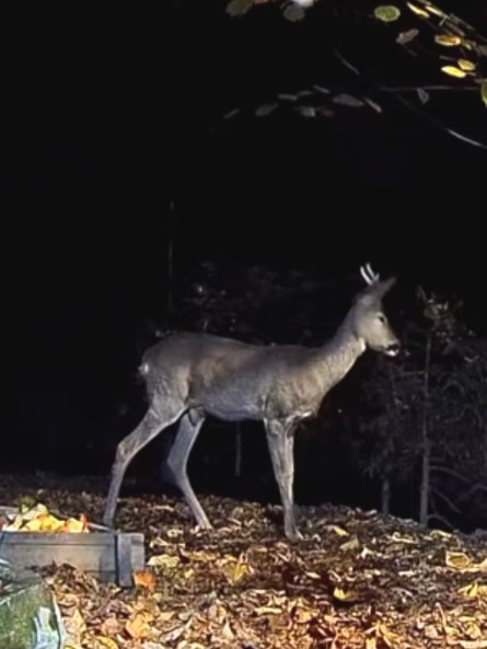 livebirdspoland_5501d046991e6f3db241f642687717c9.jpg