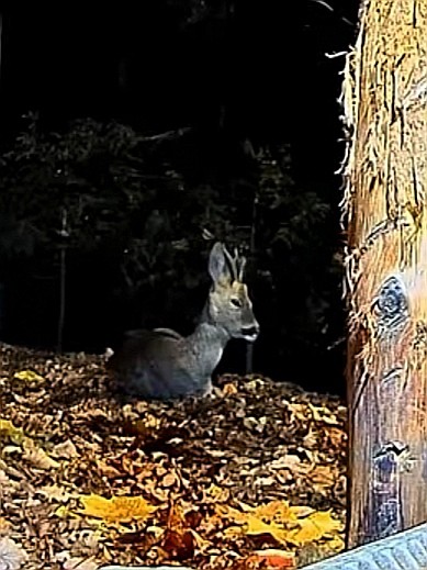 livebirdspoland_c7bf6e2b3663e596ed840dcd5420b9e0.jpg
