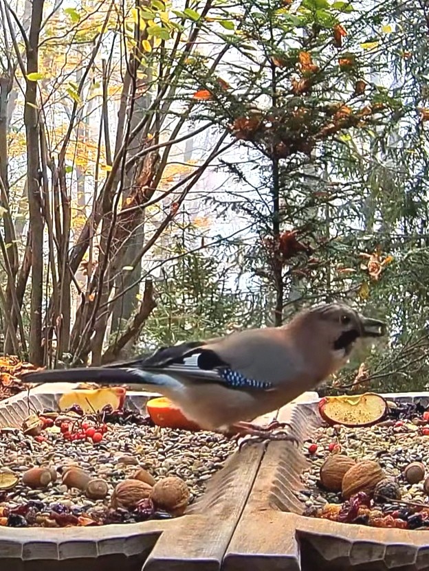 livebirdspoland_c0bff15b14ae79a5ee109ee441cae9ec.jpg