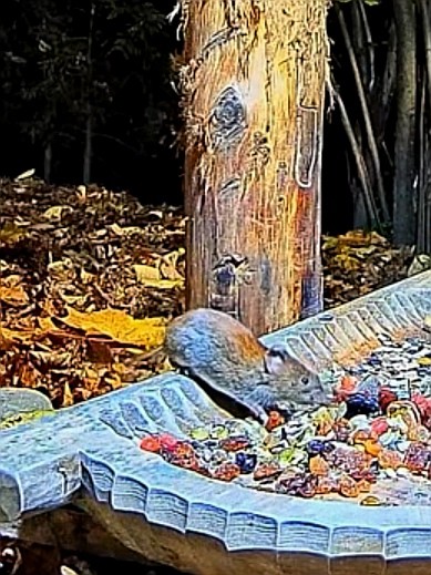 livebirdspoland_c74fd8a5d4eae3b6870244bffd454914.jpg