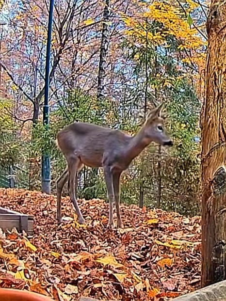 livebirdspoland_66a8e99f355ff4ccbf2dfaca6aeb13c3.jpg