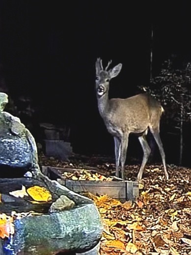 livebirdspoland_f730fe0bc84a133c006e1e88d539dc46.jpg