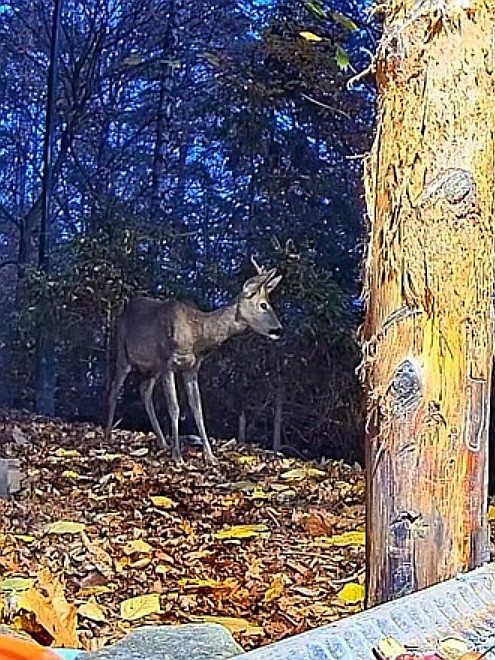 livebirdspoland_28b1817b502b549ef7b2a3538f2af385.jpg