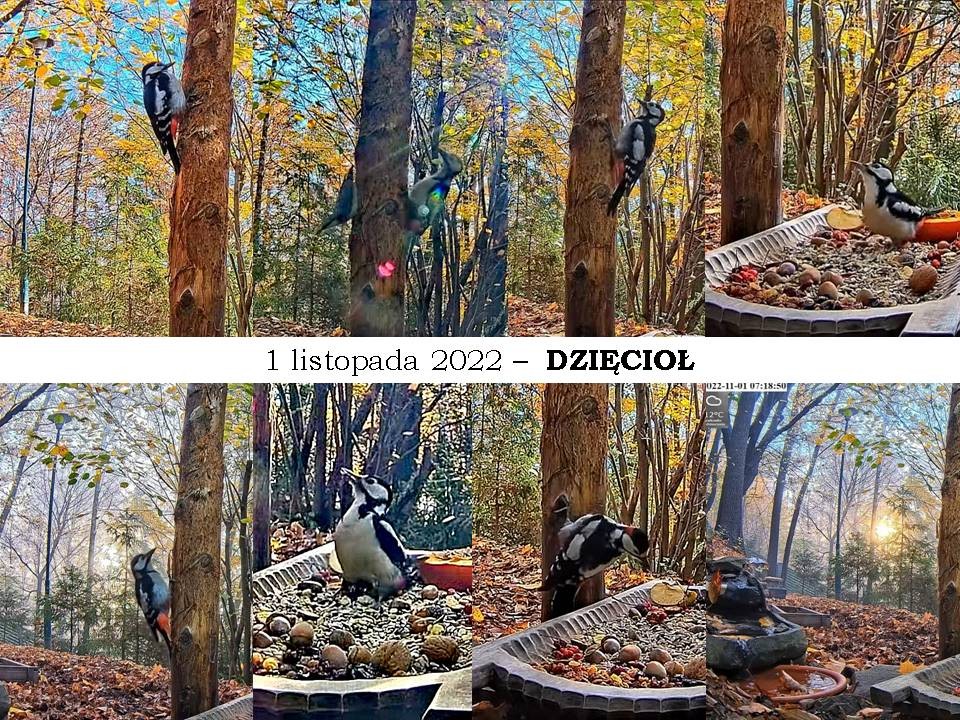 livebirdspoland_ec33f2428b110bc358e964202c124ca3.jpg