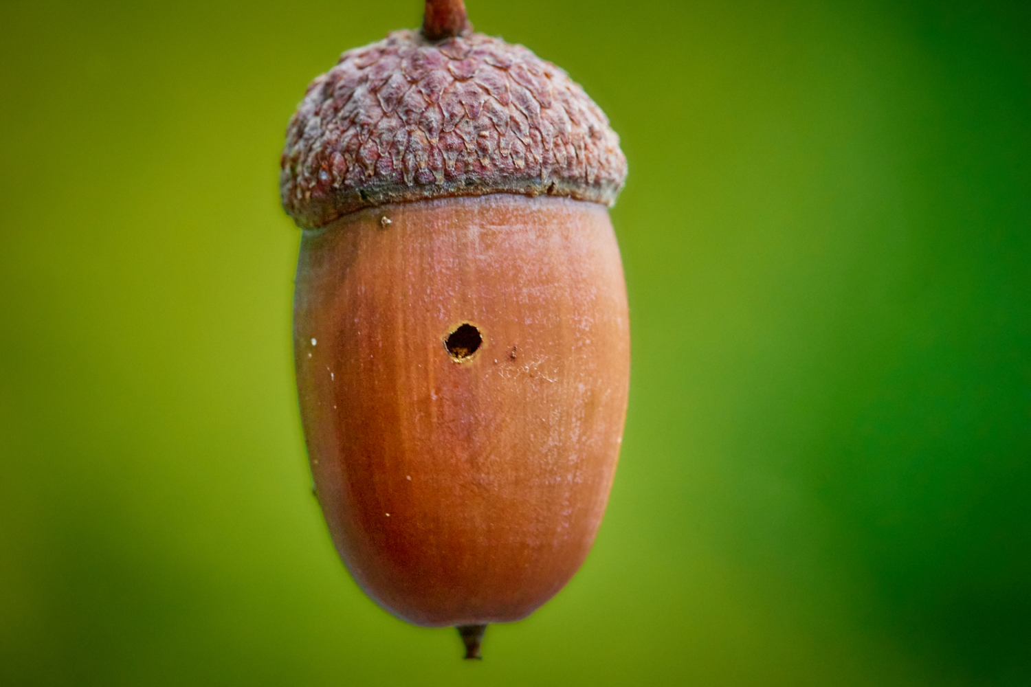 livebirdspoland_2273b5d279a880dde5d59182708843c7.png