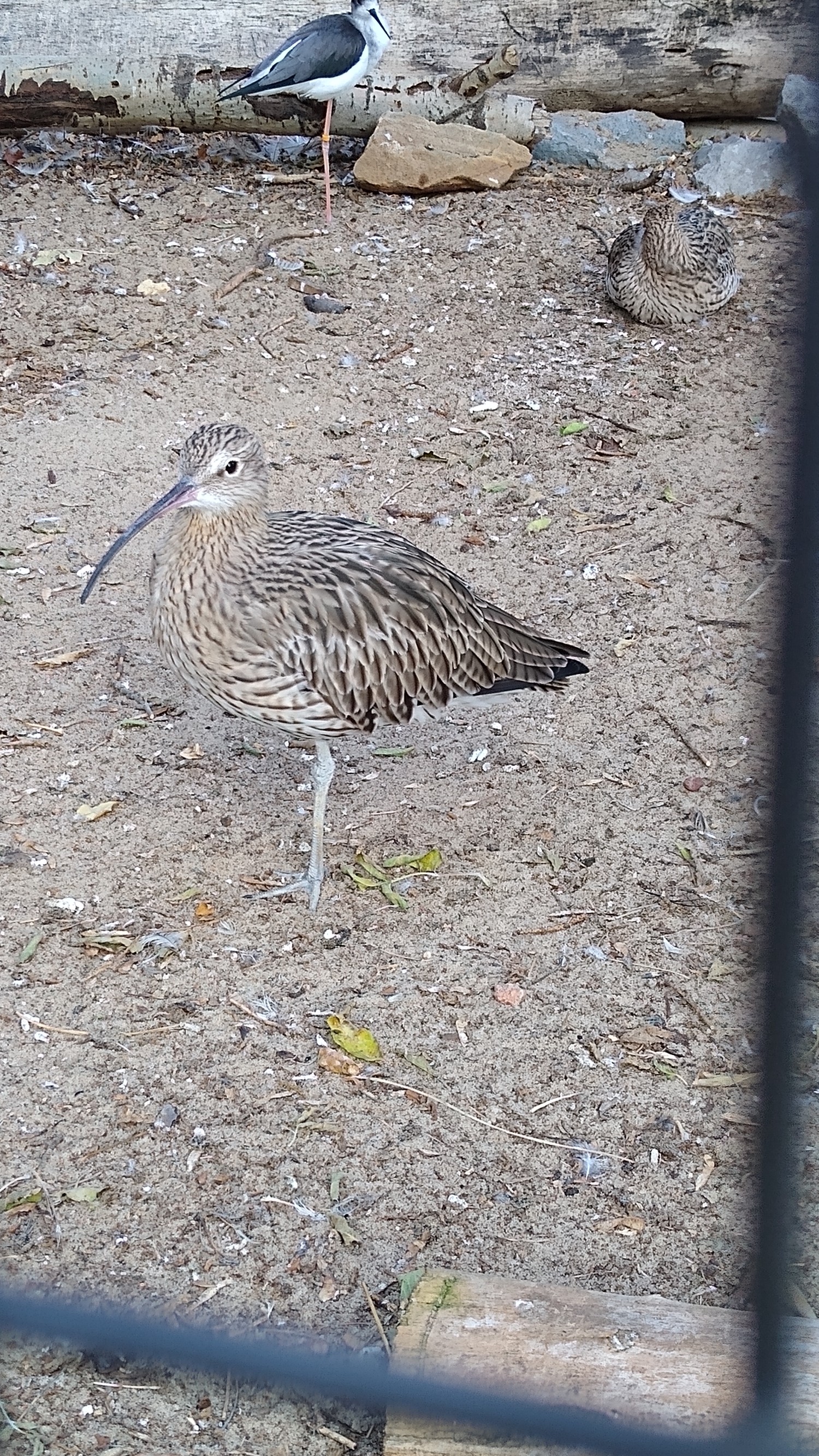 livebirdspoland_42a400994b3bd9190f257b523e7bbc36.jpg