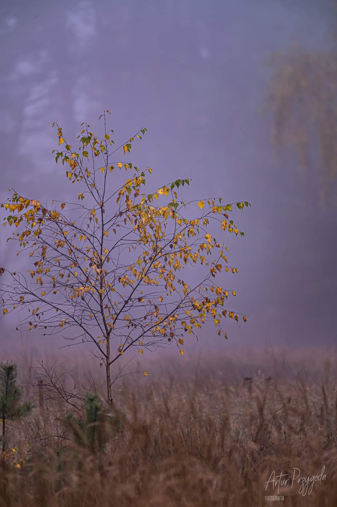 livebirdspoland_3d6565b7c221409fbef622c6f2ad6cdd.jpg